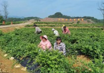 【上饶】铅山县立足“土”“特”“产”蹚出振兴路